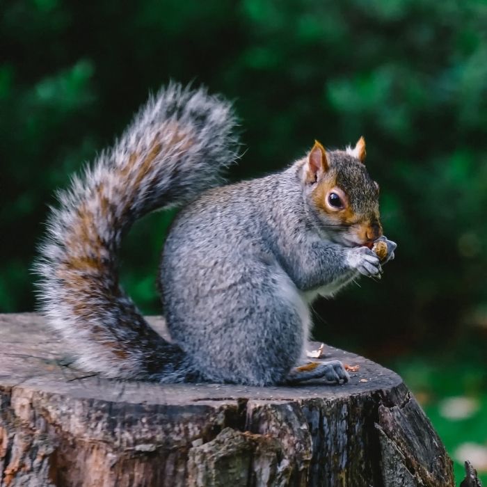 Wildlife Removal in Layton