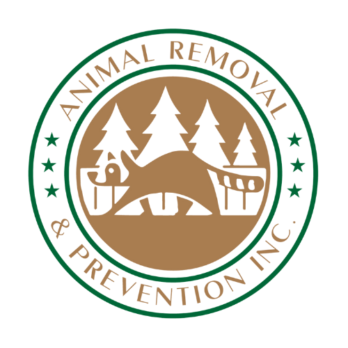 Orlando Animal Removal Services - Animal Wildlife Trappers