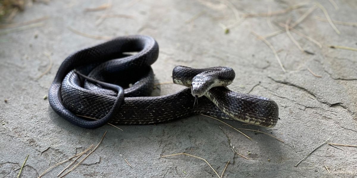 Snake Removal in Woods Cross