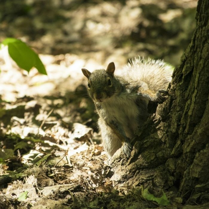 Squirrel Removal in Woods Cross