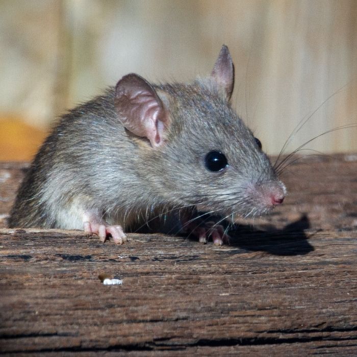 Mice Exterminator Salt Lake City