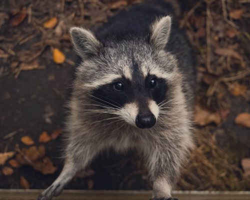 Raccoon Removal in Salt Lake City